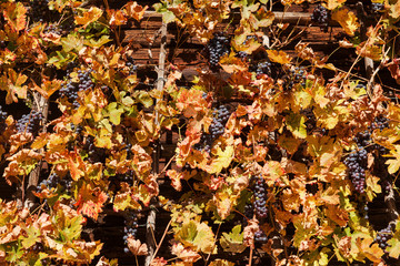 red wine grapes