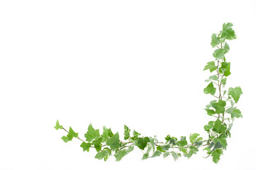 アイビー　フレーム　背景素材