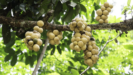 Asian fruit. Lansium demesticum or long kong or langsat