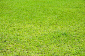 Green grass background texture