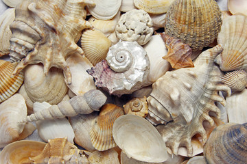 shells background