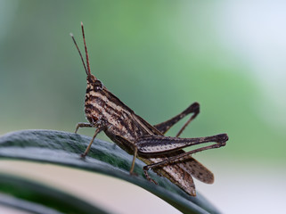 Fototapeta premium side view of brown and light yellow grasshopper standing on gr