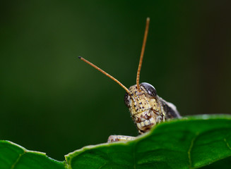 front view of  brown  yellow grasshopper standing on leaf