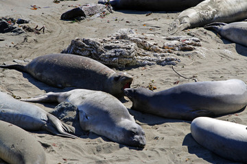 Sea lions at the Pacific Coast, California, USA..