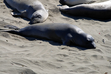 Sea lions at the Pacific Coast, California, USA..