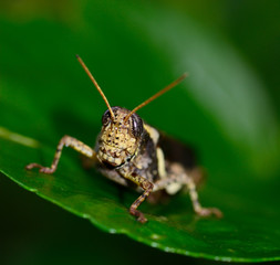 brown  yellow grasshopper standing on leaf