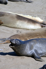 Sea lions at the Pacific Coast, California, USA..