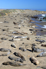 Fototapeta na wymiar Sea lions at the Pacific Coast, California, USA..