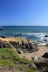 Obraz premium Sea lions at the Pacific Coast, California, USA..