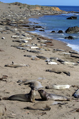 Sea lions at the Pacific Coast, California, USA..