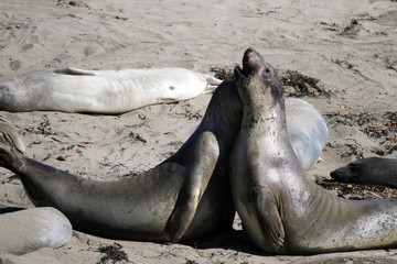 Sea lions at the Pacific Coast, California, USA..