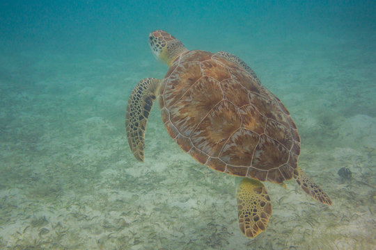 Green Sea Turtle Coming Up for Air