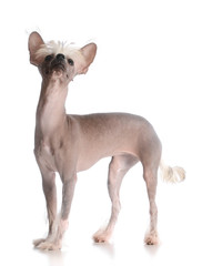 Fototapeta premium chinese crested puppy