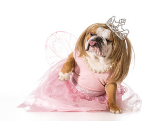 spoiled dog © Willee Cole