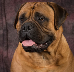 Fototapeta premium bullmastiff portrait