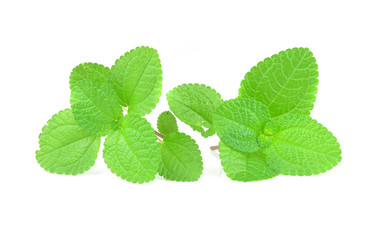 Fresh raw mint leaves isolated on white background
