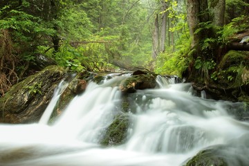 Fototapeta premium Stream flowing through the forest in the valley