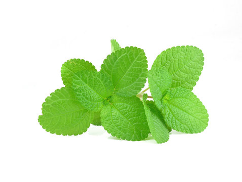 Fresh raw mint leaves isolated on white background