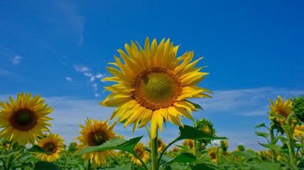 sunflower