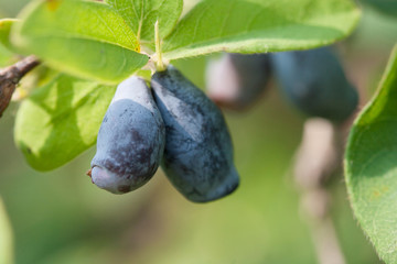 honeysuckle on the branch