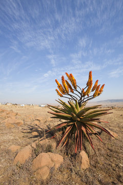Mountain Aloe in flower
