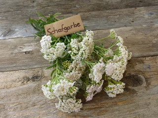 Schafgarbe © behewa