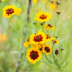 Coreopsis Explosion