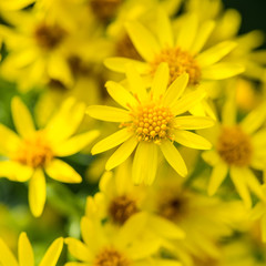 Ragwort Beauty