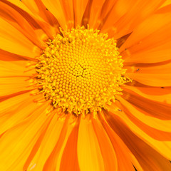 Gazania Glow