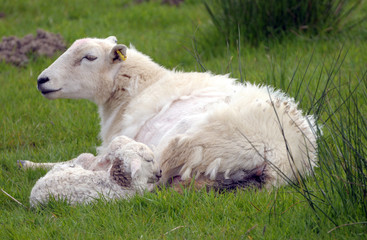 Obraz premium Lamb with adult sheep at LLangrannog in Cardigan, Wales