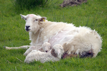 Naklejka premium Lamb suckling at LLangrannog in Cardigan, Wales