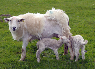 Fototapeta premium Lamb suckling at LLangrannog in Cardigan, Wales