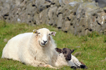 Fototapeta premium Lamb with adult sheep at LLangrannog in Cardigan, Wales