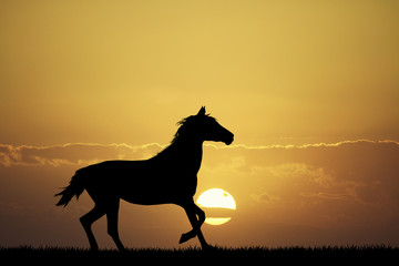 galloping horse at sunset