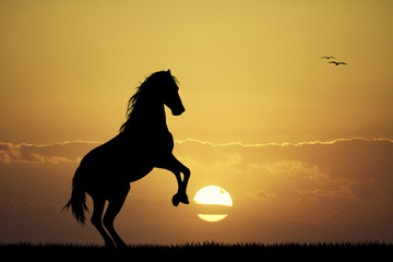 galloping horse © adrenalinapura