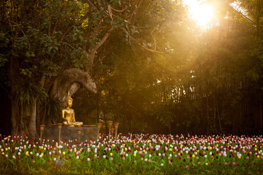 Field of tulips in Wat Phan Tao, Chiangmai Thailand