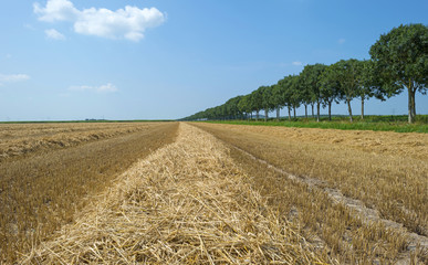 Fototapeta na wymiar Corn harvested from a field in summer