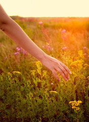 Young woman hand in field on sunset