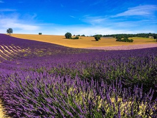 Fototapeta na wymiar lavender in the landscape