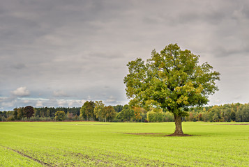 Fototapeta na wymiar Lonely tree in autumnal field