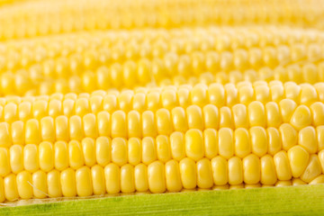 Grains of sweet ripe raw corn cob