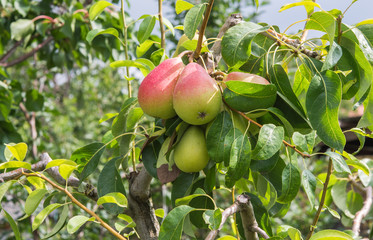 ripe juicy pears