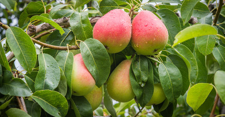 ripe juicy pears