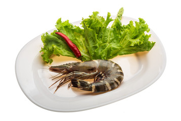 Tiger prawn