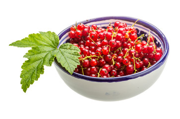 Red currant