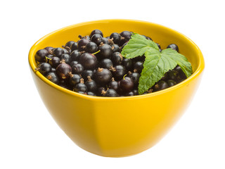 Black currant