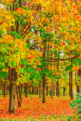 Beautiful autumn landscape in warm colors