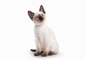 Thai cat on white background