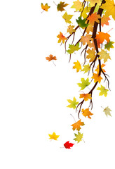 Branch with autumn maple leaves, vector illustration.