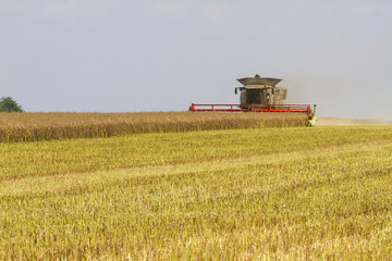 Fototapeta premium Combine harvester harvesting oil seed rape